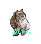 うちの猫です。（個別スタンプ：2）