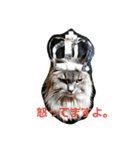 うちの猫です。（個別スタンプ：4）