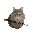 うちの猫です。（個別スタンプ：5）