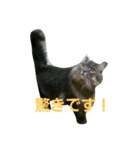 うちの猫です。（個別スタンプ：6）