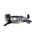 うちの猫です。（個別スタンプ：9）