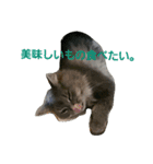 うちの猫です。（個別スタンプ：10）