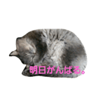うちの猫です。（個別スタンプ：13）