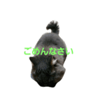 うちの猫です。（個別スタンプ：14）