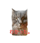 うちの猫です。（個別スタンプ：15）
