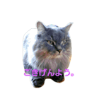 うちの猫です。（個別スタンプ：16）