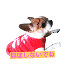 チワワのコロくん（個別スタンプ：1）