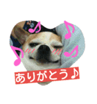 チワワのコロくん（個別スタンプ：10）