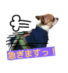 チワワのコロくん（個別スタンプ：11）