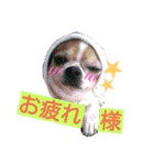 チワワのコロくん（個別スタンプ：14）