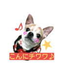 チワワのコロくん（個別スタンプ：17）