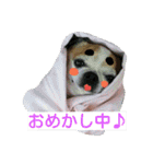 チワワのコロくん（個別スタンプ：18）