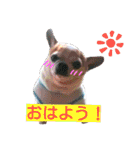 チワワのコロくん（個別スタンプ：20）