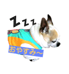 チワワのコロくん（個別スタンプ：21）