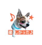 チワワのコロくん（個別スタンプ：22）