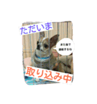チワワのコロくん（個別スタンプ：26）