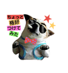 チワワのコロくん（個別スタンプ：30）