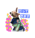 チワワのコロくん（個別スタンプ：31）