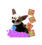 チワワのコロくん（個別スタンプ：33）