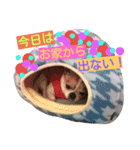 チワワのコロくん（個別スタンプ：35）