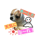 チワワのコロくん（個別スタンプ：37）