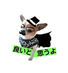 チワワのコロくん（個別スタンプ：39）