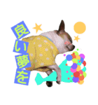 チワワのコロくん（個別スタンプ：40）