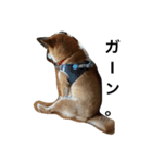 柴犬パクのスタンプです。（個別スタンプ：2）