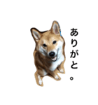 柴犬パクのスタンプです。（個別スタンプ：3）