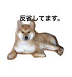 柴犬パクのスタンプです。（個別スタンプ：5）