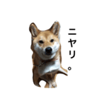 柴犬パクのスタンプです。（個別スタンプ：6）