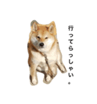 柴犬パクのスタンプです。（個別スタンプ：9）