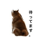 柴犬パクのスタンプです。（個別スタンプ：11）
