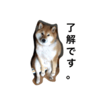 柴犬パクのスタンプです。（個別スタンプ：15）