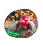 ころん時々ちあき（個別スタンプ：2）