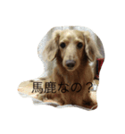 ころん時々ちあき（個別スタンプ：5）