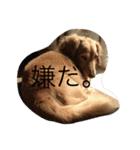 ころん時々ちあき（個別スタンプ：13）