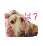 ころん時々ちあき（個別スタンプ：16）