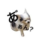 世界で一番かわいい！（個別スタンプ：3）