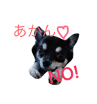 世界で一番かわいい！（個別スタンプ：12）