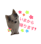 世界で一番かわいい！（個別スタンプ：17）