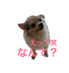 世界で一番かわいい！（個別スタンプ：22）