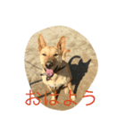 雑種犬ぷーちゃん（個別スタンプ：1）