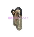雑種犬ぷーちゃん（個別スタンプ：3）
