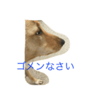 雑種犬ぷーちゃん（個別スタンプ：4）