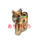 雑種犬ぷーちゃん（個別スタンプ：5）