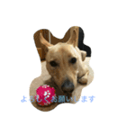 雑種犬ぷーちゃん（個別スタンプ：8）