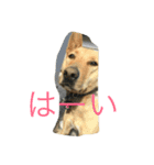 雑種犬ぷーちゃん（個別スタンプ：9）