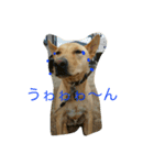 雑種犬ぷーちゃん（個別スタンプ：12）