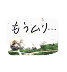 sisimaru  da！  wan（個別スタンプ：11）